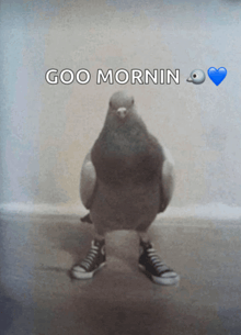 a pigeon wearing converse shoes with the words goo mornin above it