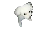 a small white dog is looking up at the camera on a white background