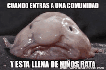 Rattas Hijos De Ratas Meme