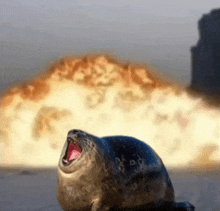 a seal with its mouth open in front of a fireball