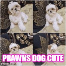 a collage of four pictures of a small white dog with the caption " prawns dog cute "