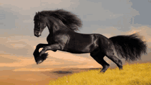 a black horse with a long mane is running in a field