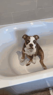 a brown and white dog is sitting in a bath tub