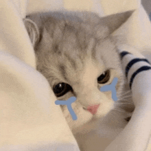 a cat is crying with tears coming out of its eyes while wrapped in a blanket .