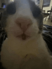 a close up of a cat 's nose with a red spot on it .