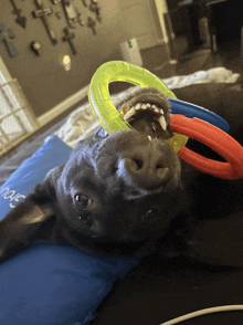 a dog laying on its back with a blue pillow that says move