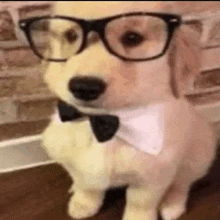 a puppy wearing glasses and a bow tie is sitting on a table .