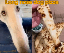 a picture of a long nose dog and a picture of a pizza