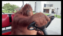an orangutan is driving a golf cart with a white building in the background