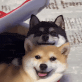 two dogs are laying next to each other and smiling for the camera