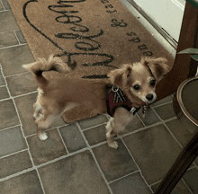 a small brown dog is standing in front of a welcome mat