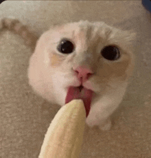 a close up of a cat eating a banana .