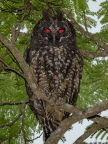 an owl with red eyes is perched in a tree