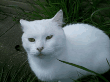 a close up of a white cat with yellow eyes