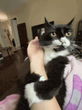 a black and white cat is being held by a person on a bed