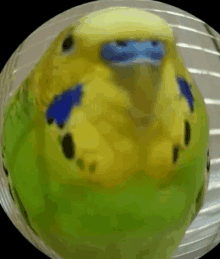 a close up of a yellow and green parakeet in a glass bowl .