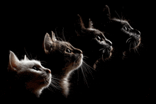 three cats are looking up at the sky in a row