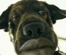 a close up of a dog 's face with a serious look on his face