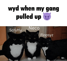 three black and white cats are standing next to each other with a caption that says wyd when my gang pulled up