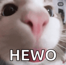 a close up of a cat 's nose with the word hewo written on it