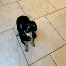 a small black and brown dog standing on a tiled floor looking up