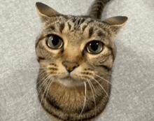 a close up of a cat 's face with green eyes