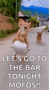 a cat and a dog are riding a duck down a road .