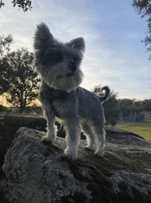 a small dog is standing on top of a rock