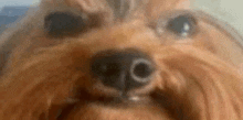 a close up of a small dog 's nose and eyes .