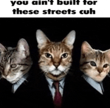 three cats wearing suits and ties are standing next to each other on a black background .