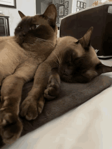 two cats laying next to each other on a rug