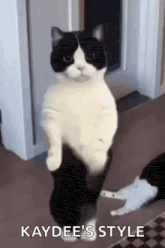 a black and white cat standing on its hind legs in a room .