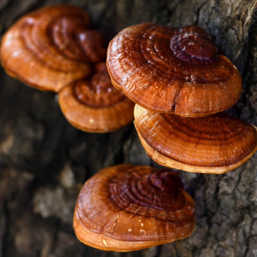 Reishi Extract