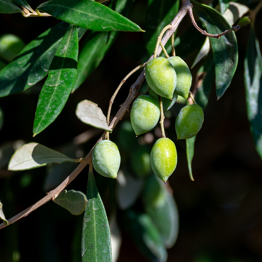 Wild Olive Plant Cell Extract