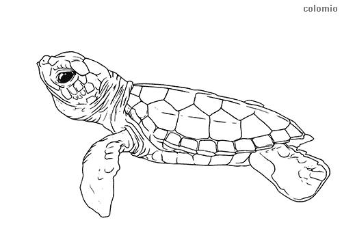 free zoo animal coloring pages for kids