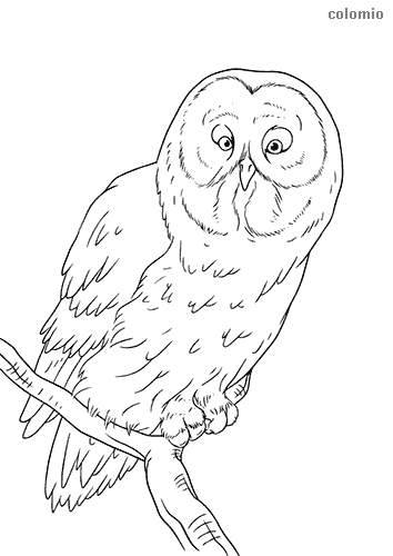 Owl coloring pages