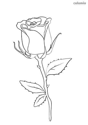 Rose with stem coloring page