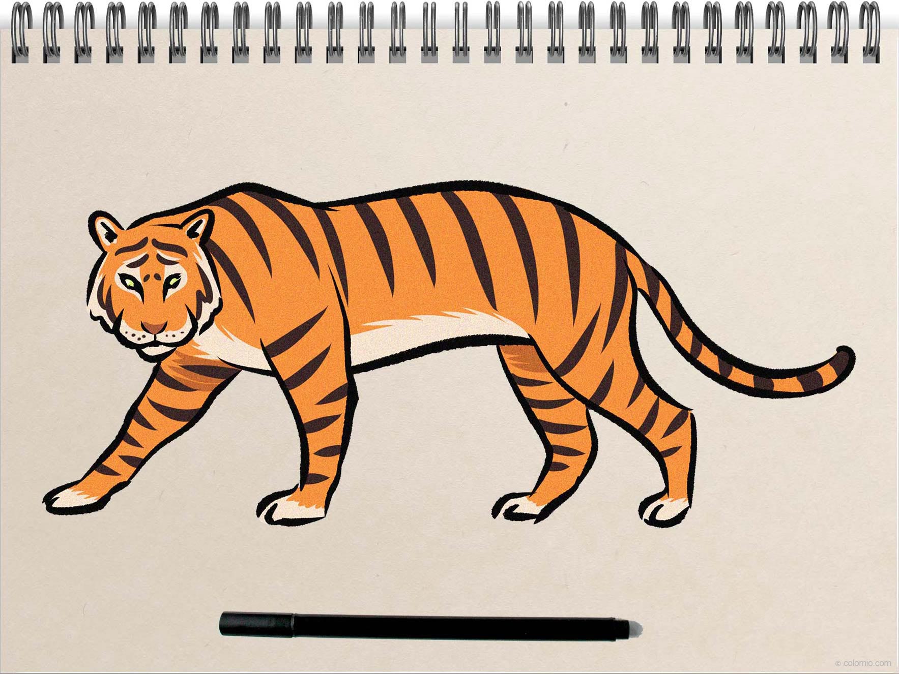 Tiger drawing - Step by Step