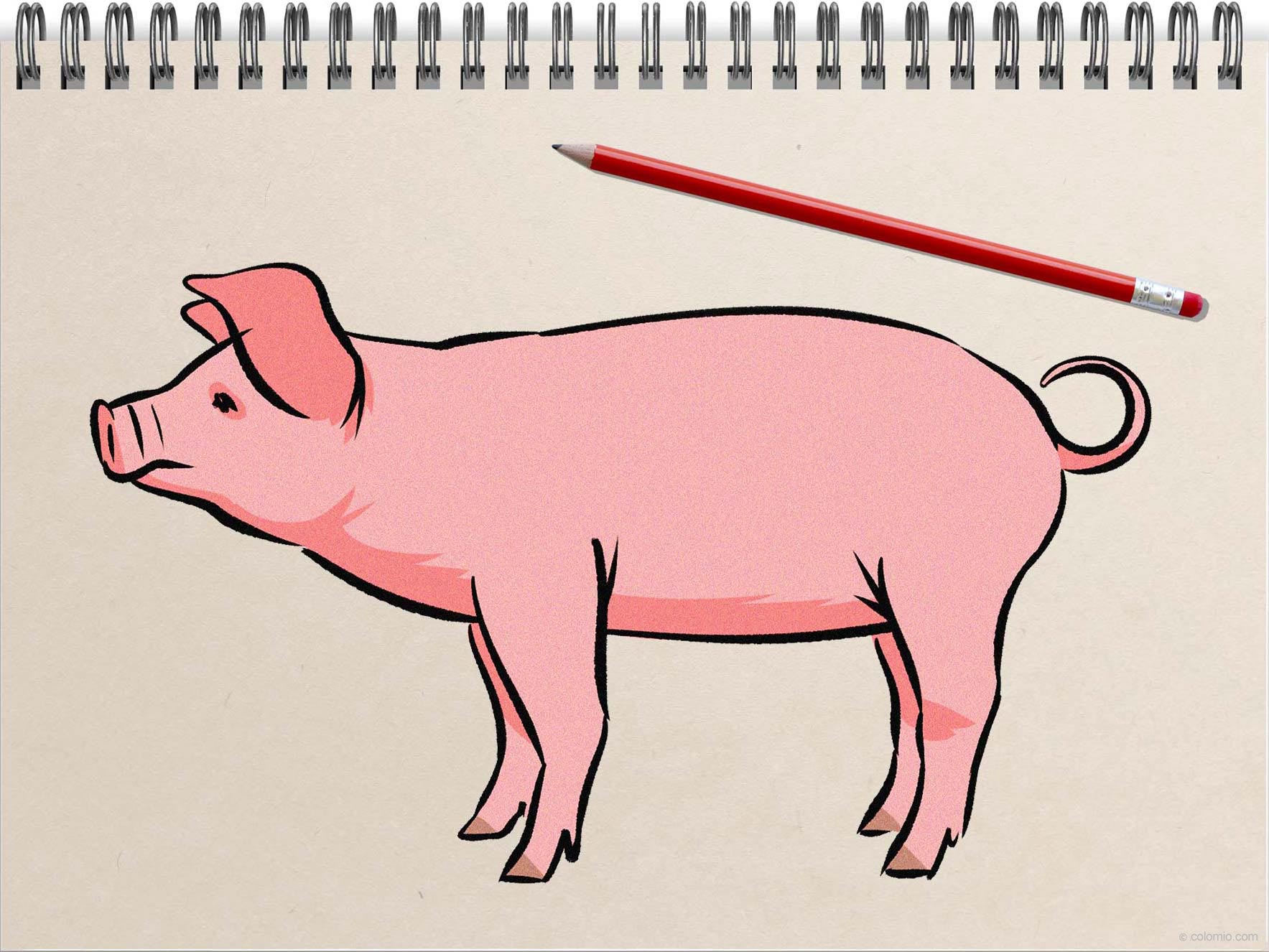 How to Draw a Pig - Step by Step