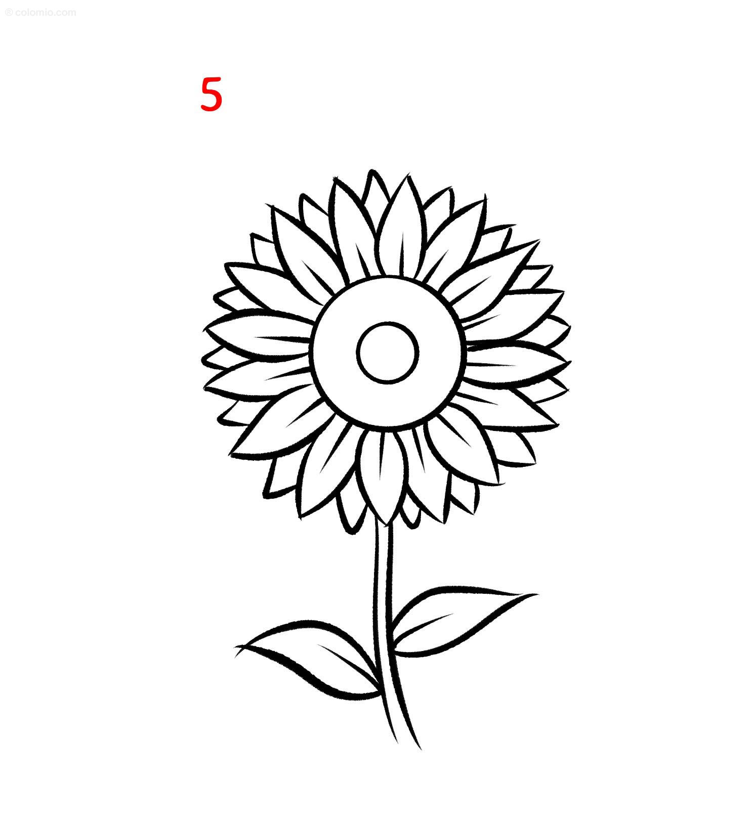 How to Draw a Sunflower - Step by Step