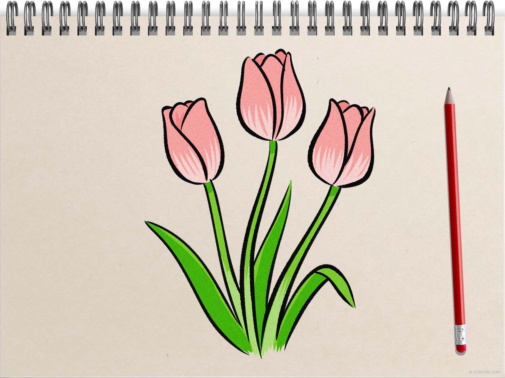 How to Draw a Tulip - Step by Step