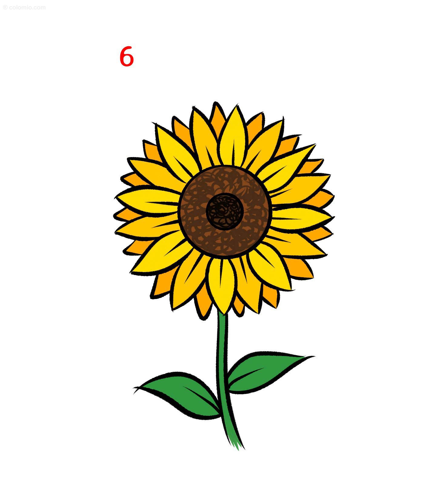 Sunflower drawing - Step by Step