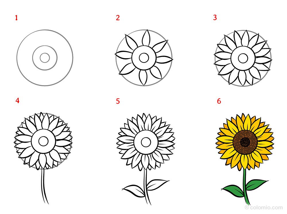 Sunflower drawing - Step by Step