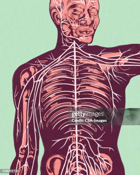 anatomy of nerves of body and head - human figure green background stock illustrations