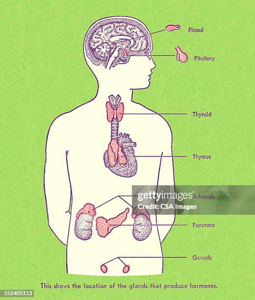 hormone producing glands - human figure green background stock illustrations