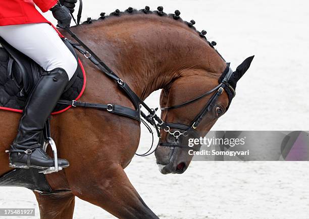 horse portrait - goose neck curve stock pictures, royalty-free photos & images