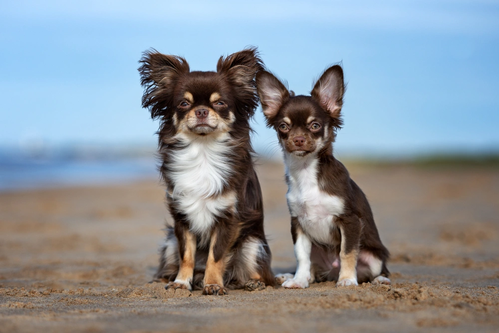 cuanto mide el chihuahua terrier