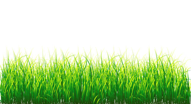 grass border png