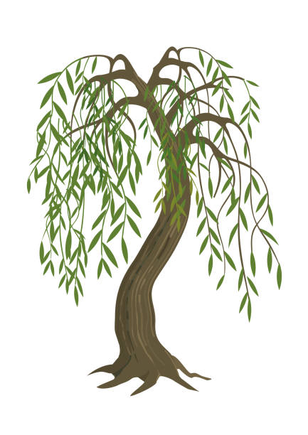 clipart weeping willow tree