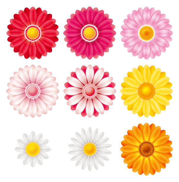 The 3D illustration of the flower. An icon set. paper flowers isolated stock illustrations